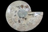 Cut Ammonite Fossil (Half) - Crystal Chambers #78336-1